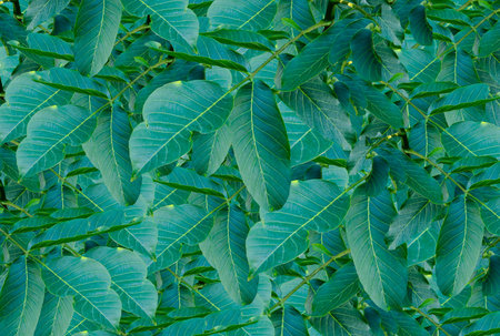autumn postcard. Ash leaves on a green background with place for your text, top view.の写真素材