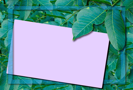 autumn postcard. Ash leaves on a green background with place for your text, top view.の写真素材