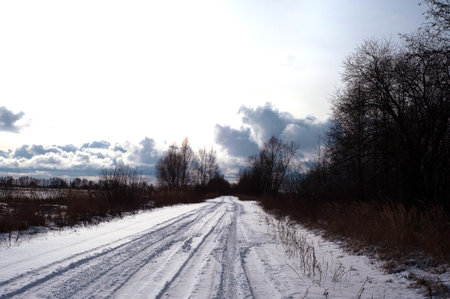 The winter park was covered with snow. Trees, bushes, earth, paths - all covered with snow-white snow. winter background.の写真素材