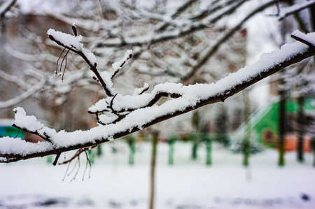 White snow on a bare tree branches on a frosty winter day, close up. natural background. Selective botanical background.の写真素材