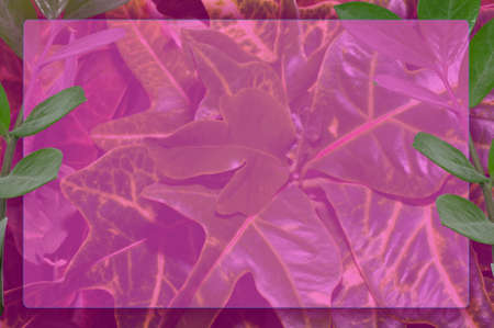 autumn postcard. Ash leaves on a green background with place for your text, top view.の写真素材