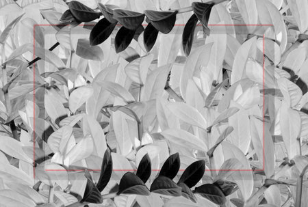 The background is in light colors. bleached tree leaves with border for text insertion, tinted.