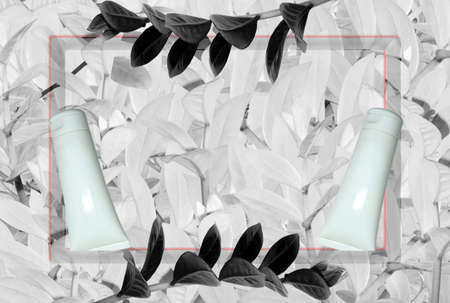 The background is in light colors. bleached tree leaves with border for text insertion, tinted.の写真素材