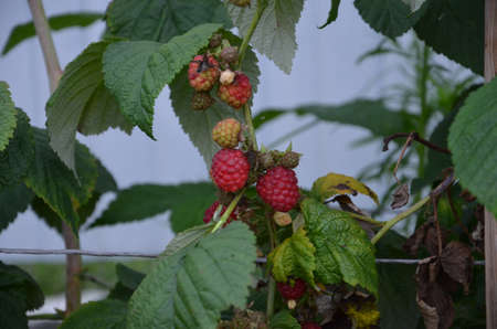 Branch of ripe raspberries in garden. Red sweet berries growing on raspberry bush in fruit garden.の写真素材