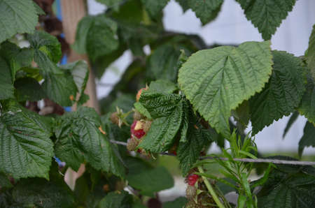Branch of ripe raspberries in garden. Red sweet berries growing on raspberry bush in fruit garden.の写真素材