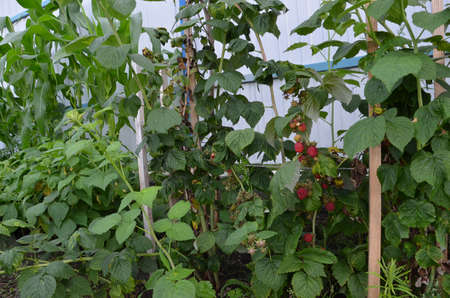 Branch of ripe raspberries in garden. Red sweet berries growing on raspberry bush in fruit garden.の写真素材