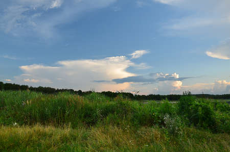 landscape of grass field and green environment public park use as natural background,backdrop.の写真素材