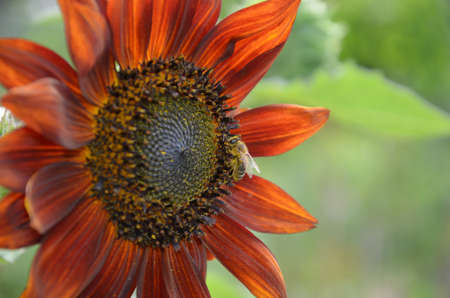 Beautiful sunflower on a sunny day with a natural background. selective focus.の写真素材