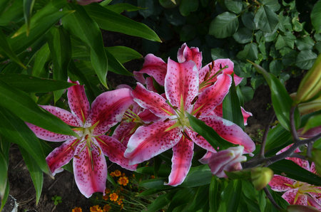 Sizzling red asiatic lily, a botanical beauty, isolated in a shady garden.の写真素材
