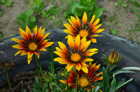 Beautiful sunflower on a sunny day with a natural background. selective focus.の写真素材