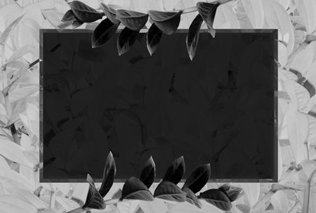 The background is in light colors. bleached tree leaves with black border for text insertion, tinted.の写真素材