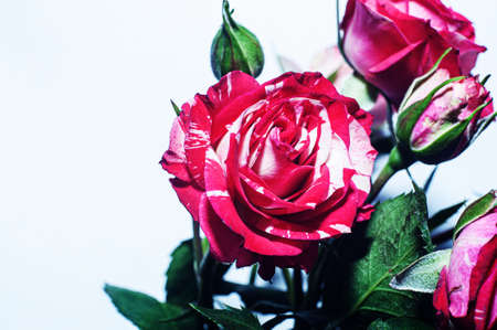 red rose on a light pink background, postcard concept, congratulations on women's day, with a place for the text.の写真素材