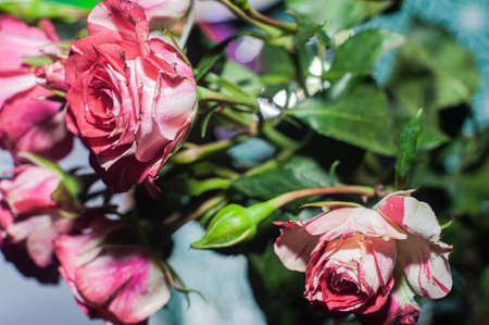 Bunch of rosy roses isolated background.の写真素材