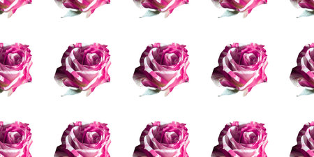 Pink Rose watercolor pattern seamless background with.の写真素材
