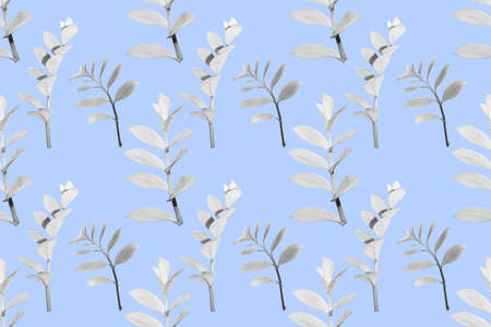 seamless pattern scented fragrant trendy pale blue aster.の写真素材