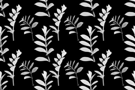 seamless pattern scented fragrant trendy pale black aster.の写真素材