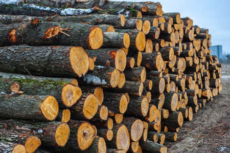 Rows of piled of logs , waiting to be processed, at a local rural lumber mill, made into lumber for constructionの写真素材