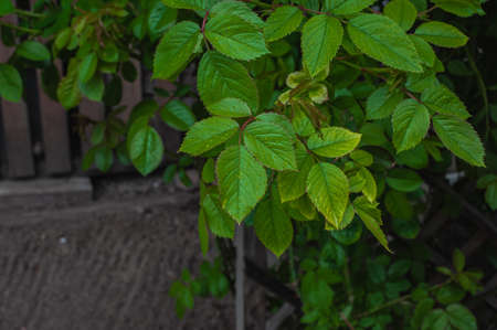 wet leaves after exposure to rainwater greenの写真素材