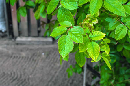 wet leaves after exposure to rainwater greenの写真素材