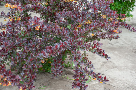 Small yellow flowers of Tunberg's barberry or Japanese barberry. Thunberg barberry is an ornamental shrub with purple-carmine foliage and yellow flowers.の写真素材