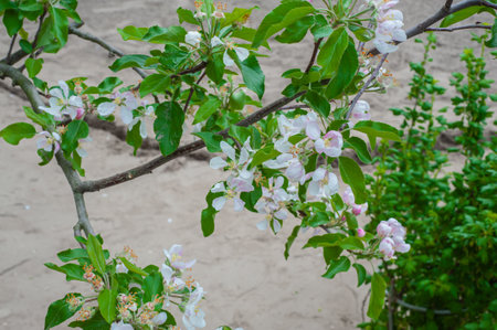 Blooming apple tree on a blurred natural background. selective focus.の写真素材