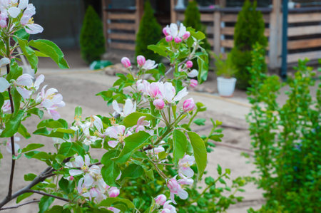 Blooming apple tree on a blurred natural background. selective focus.の写真素材
