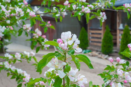 Blooming apple tree on a blurred natural background. selective focus.の写真素材