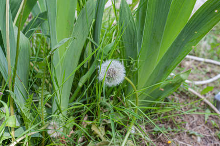 Closed Bud of a dandelion. Dandelion white flowers in green grass.の写真素材