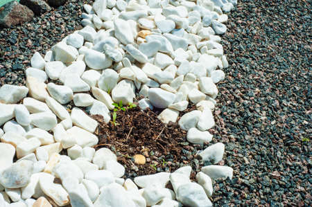 Pebbles, small white stones, the texture of the stone. flower bed designの写真素材