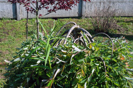 Hanging willow branches with green leaves. Background from greenの写真素材