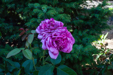 Close-up of a pink rose on a dark green background.の写真素材