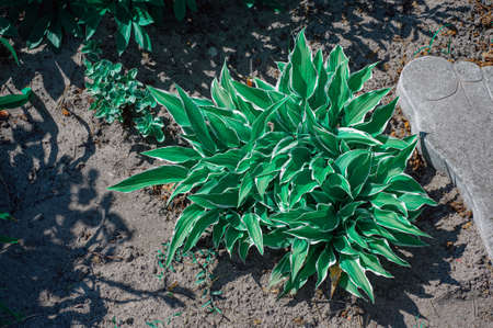 The host of the flower grows on the ground. Flowering plants HostVariegated host. photoの写真素材