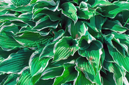 The host of the flower grows on the ground. Flowering plants HostVariegated host.の写真素材