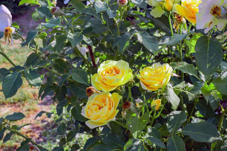 Flower of Yellow Rose in the summer garden. Yellow Roses with shallow depth of field. Beautiful Rose in the sunshine. Yellow garden rose on a bush in a summer garden. flower bushの写真素材