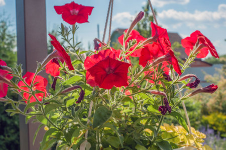 White pink red geranium flower, orange geranium flower, geranium buds in flowerpots on the balconyの写真素材