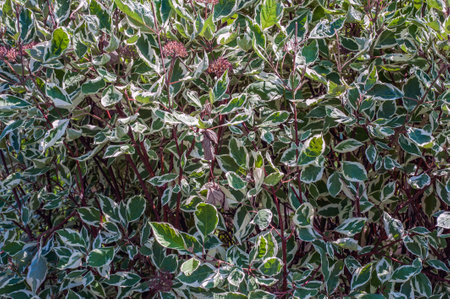 green leaf bush background, leaf of Banyan Tree Ficus annulata Blumeの写真素材