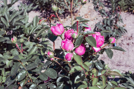 Close-up of a pink rose on a dark green background.の写真素材