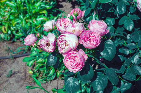 Close-up of a pink rose on a dark green background.の写真素材