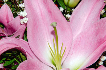 Bouquet of large Lilies .Lilium, belonging to the Liliaceae. Blooming pink tender Lily flower .Pink Stargazer Lily flowers background. Closeup of pink stargazer lilies and green foliage. Summerの写真素材