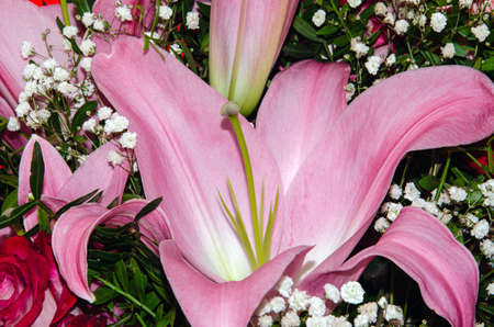 Bouquet of large Lilies .Lilium, belonging to the Liliaceae. Blooming pink tender Lily flower .Pink Stargazer Lily flowers background. Closeup of pink stargazer lilies and green foliage. Summer.の写真素材
