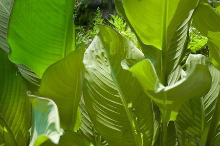 Hosta plants close up in Morocco. flowerの写真素材