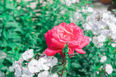 Flower Rose pinck Garden Eye Bud Blossom Blum.の写真素材
