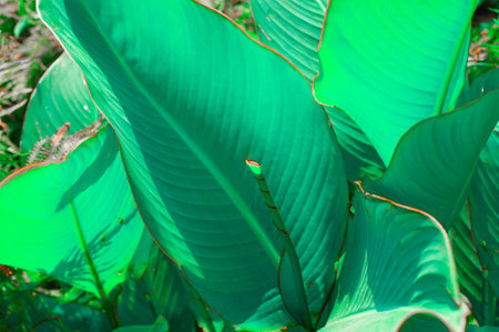 Hosta plants close up in Morocco. flowerの写真素材