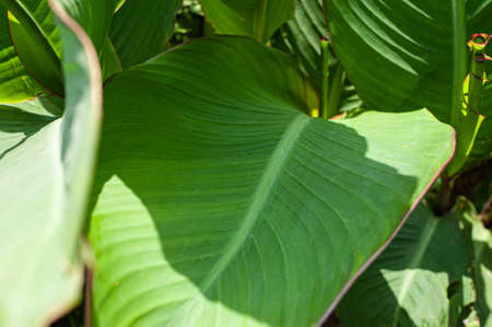 Hosta plants close up in Morocco. flowerの写真素材