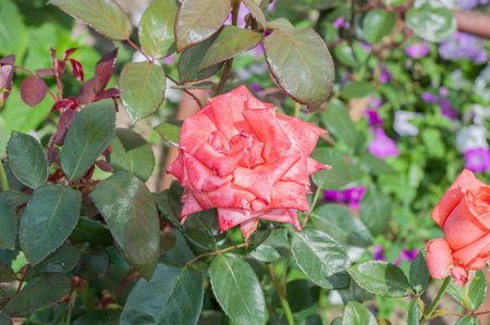 Flower Rose pinck Garden Eye Bud Blossom Blum.の写真素材