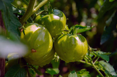 A branch with green tomatoes on a plantation of tomato plants in a greenhouse. Organic farming, growing young tomatoes in agriculture.の写真素材