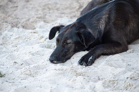 a black dog setting on road. indian street dog.の写真素材