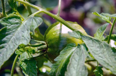 A branch with green tomatoes on a plantation of tomato plants in a greenhouse. Organic farming, growing young tomatoes in agricultureの写真素材