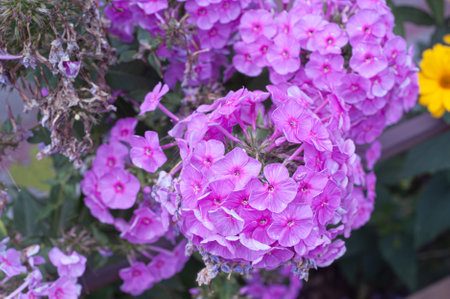 A group of blooming phlox paniculata in the garden. Paniculate phlox is a beautiful and fragrant perennial plant in the garden.の写真素材