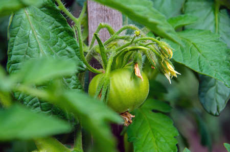 A branch with green tomatoes on a plantation of tomato plants in a greenhouse. Organic farming, growing young tomatoes in agricultureの写真素材